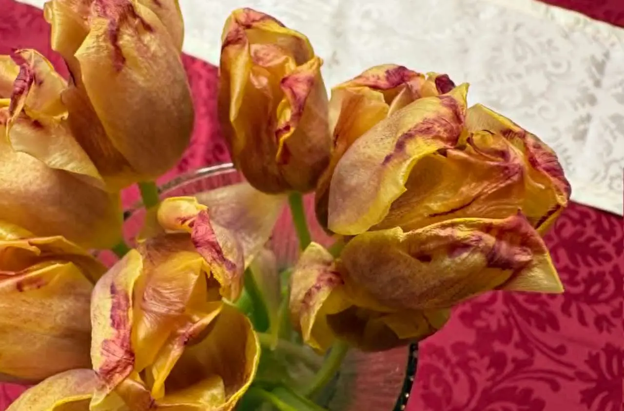 tulipány