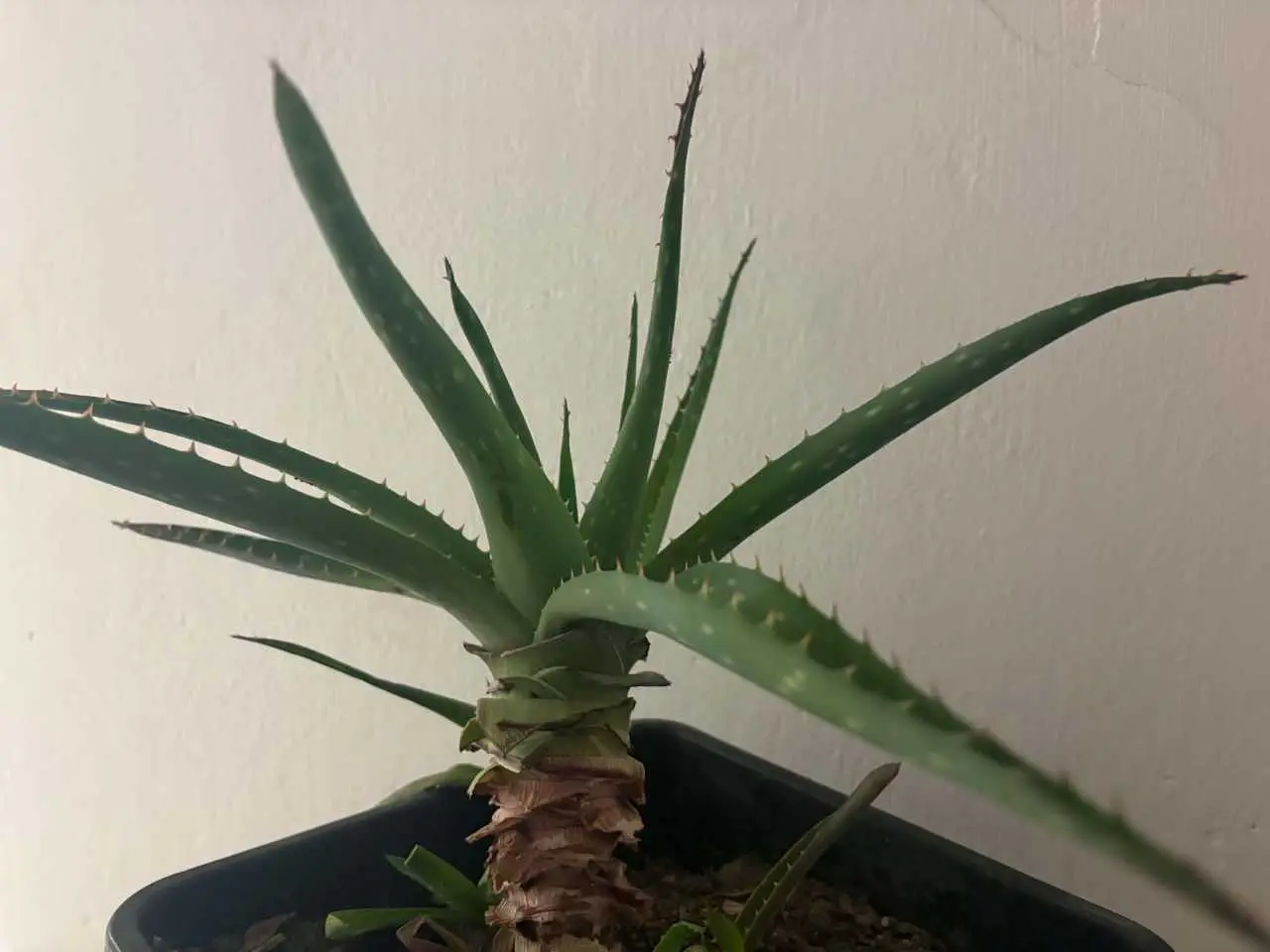 aloe vera, rastlina