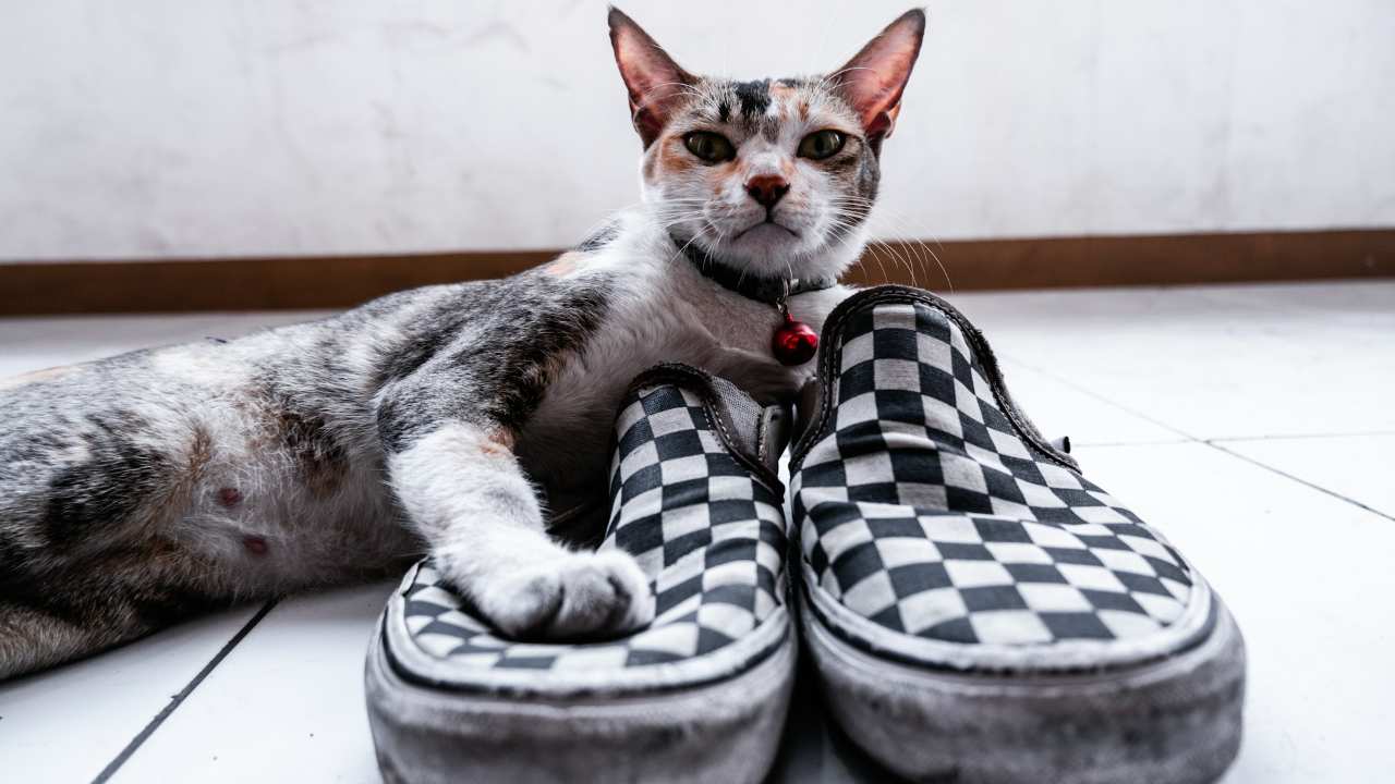 Prečo mačka nosí topánky po byte a prečo si na ne ľahá?